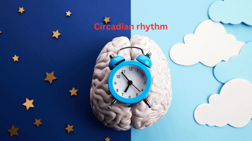 The Circadian Rhythm & Personal Growth – Why They’re Inseparable